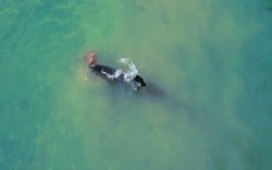 Video: Cá voi sát thủ khổng lồ moi gan, vứt xác cá đuối lên bờ