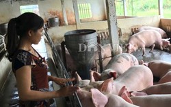 Giá lợn (heo) hôm nay 4.12: Cục Chăn nuôi công bố đàn lợn giảm còn 27,3 triệu con, vì sao giá vẫn không tăng?