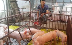 Giá lợn (heo) hôm nay 3.12: Thấp nhất 26.000, cao nhất 30.000 đ/kg, đàn lợn Trung Quốc tăng lên chóng mặt