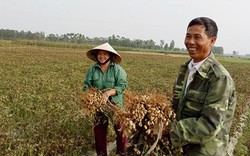 Nông dân xứ Kim Chi hỗ trợ nông dân Nam Đàn trồng lạc thu đông