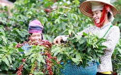 Cà phê Sơn La có mùi thơm như coca do kỹ thuật thu hái đặc trưng