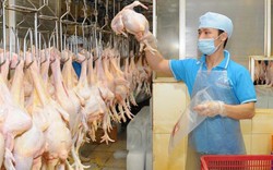 Nghịch lý giá gà tăng vọt, thịt heo 95% nạc giá chỉ 38.000 đ/kg