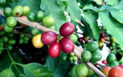 Giá nông sản hôm nay 4.12: Giá cà phê giảm 500 đ/kg; Ấn Độ muốn nhập khẩu trực tiếp hồ tiêu Việt Nam