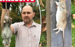 Bắt được chuột khổng lồ, lớn nhất nước Anh