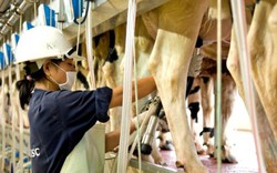 TH mang công nghệ cao trong chăn nuôi bò sữa về miền biên ải