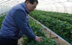 Xem nông dân Hàn Quốc "cưỡi" ô tô đi... trồng dâu tây