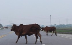 Hy hữu: 2 con bò cái gây tai nạn, công an truy tìm chủ sở hữu