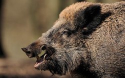 Bắn lợn rừng, thợ săn Đức bị con mồi vồ chết không kịp trở tay