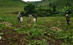 Sơn La: Dân rời nhà, dựng lán ngoài ruộng bí canh kẻ trộm