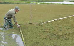 LẠ MÀ HAY: Thả bèo hoa dâu bán làm thuốc, thu nửa tỷ/năm