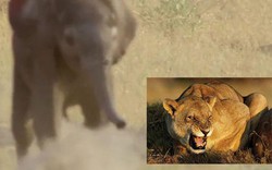Cả đàn sư tử liều mạng tấn công voi con để nhận kết cục thảm