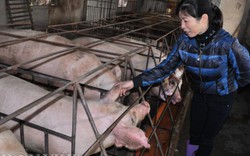 Giá lợn (heo) hôm nay 6.12: Lợn đẹp có giá cao nhất 30.000 đ/kg, nhiều lái buôn bỏ nghề