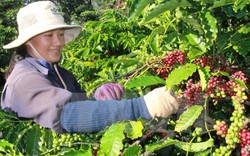 Giá nông sản hôm nay 6.12: Cà phê bất ngờ tăng 600 đồng/kg, giá tiêu im ắng