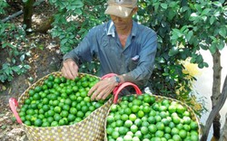 Xuất khẩu chanh sang Hàn Quốc, nông dân thu lời gấp đôi