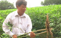 Tây Ninh: Dân ngóng hỗ trợ hàng trăm ha mì bị cày bỏ, mía bị cháy