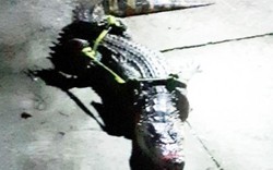 Cà Mau: Bất ngờ phát hiện cá sấu dài 1m trong vuông tôm