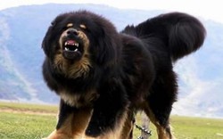 Chó ngao Tây Tạng tuột xích, tấn công kinh hoàng bé trai TQ