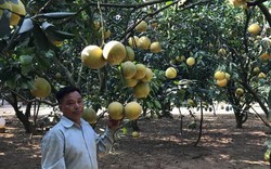 Làm giàu ở nông thôn: Phát tài với vườn bưởi Diễn 40.000 quả