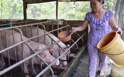 Giá lợn (heo) hôm nay 8.12: Giá lợn “nhảy múa”, sắp đến Tết nông dân ĐBSCL chưa dám tái đàn