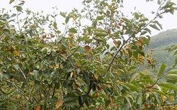 Một cây thu 300kg quả, hồng cậy giúp xã vùng cao thu cả tỷ/năm