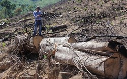 Sớm đưa ra xét xử công khai vụ phá rừng tại Bình Định
