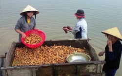 Giật mình một xã ở Nghệ An 'kiếm' hơn 30 tỷ đồng từ củ nghệ