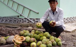 Dừa độc, lạ đón Tết 2018 của 'vua' tạo hình trái cây bị rụng la liệt