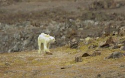 Gấu Bắc Cực hốc hác, lê lết đi tìm đồ ăn trong vô vọng