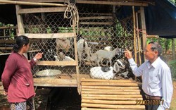 Người “vác tù và” và chuyện giảm tiêu, tăng nuôi dê ở ấp Phong Phú