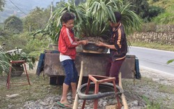 Đưa địa lan-loài hoa "giấc mộng vua Trần" di cư tránh rét