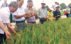 “4 nhà” cùng vào cuộc để vực dậy thị trường lúa gạo Thủ đô