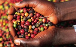Giá nông sản hôm nay 11.12: Giá cà phê Robusta tăng trở lại, giá tiêu vẫn giữ được mức tăng 1000 đồng/kg