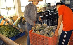 Chỉ trồng rau quả, nông dân Sơn La thu 386 tỷ đồng/năm