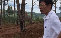Bắt giam Chủ tịch xã cho phép khai thác rừng sai quy định