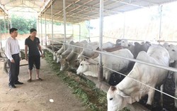 Làm giàu ở nông thôn: Thu tiền tỷ từ nuôi vỗ béo bò Campuchia