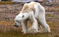 Gấu Bắc cực teo tóp thảm hại lết đi kiếm ăn: Sao không ai cứu?