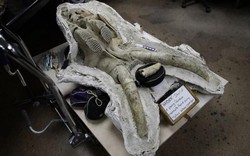 Mỹ: Tìm ra hóa thạch voi ma mút “khủng” vạn năm tuổi