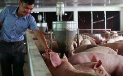 Giá lợn hôm nay 13.12: Bộ Nông nghiệp đang sửa chiến lược chăn nuôi