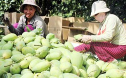 Nhu cầu nhập nông sản Việt còn rất lớn nhưng phải an toàn thực phẩm