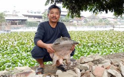 LẠ MÀ HAY: Lão nông nuôi đàn ba ba gai "khủng" nhất Việt Nam