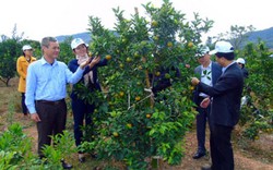 Xã tỷ phú trồng cam Lê Lợi bội thu nhờ "Ba nhành lá cọ" giúp sức