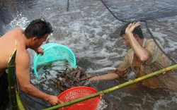 Lãi cao ngất ngưởng, người dân Cà Mau đổ xô nuôi tôm càng xanh