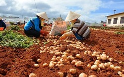 Chống khoai tây Trung Quốc "đội lốt" khoai Đà Lạt bằng... poster?