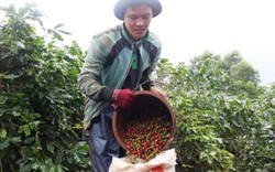 Triết lý "6 cây 2 con" đất nghèo Quảng Trị: Vực dậy cà phê Khe Sanh