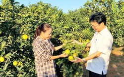 Nghệ An: 150.000 hộ nông dân sản xuất kinh doanh giỏi