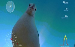 Na Uy: Tìm thấy camera bị chim tha 5 tháng, kinh ngạc khi mở ra xem