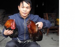 Trai người Nùng mồ côi cha, ăn nên làm ra nhờ 2.000 gà Mông đặc sản