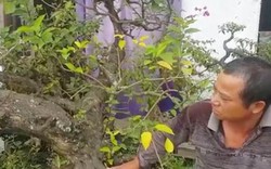 Kiểng lạ 100 tuổi, có lá tỏa hương thơm độc đáo trên đất Thành Nam
