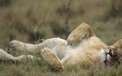 Cái kết của sư tử lỡ ngủ say