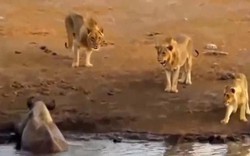 Tê giác sa lầy gặp sư tử háu đói và cái kết bất ngờ